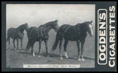173 Mares Outside thee Sale Ring